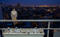 Peregrine falcon (Falco peregrinus) female at nest on balcony, Chicago, USA