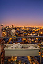 Peregrine falcon (Falco peregrinus) female at nest in ubran balcony with sunset and city lights behind, Chicago, USA