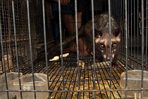 Asian palm civet (Paradocurus hermaphroditus) prowling its cage, for sale in market, Denpasar, Bali.