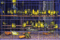 White-eyes (Zosterops sp.) wait in a cage at Denpasar Bird Market, Bali.