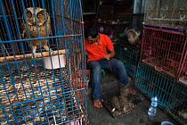Scops owl (Otus sp.) for sale in an animal market, Denpasar, Bali.