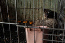 Small toothed palm civet (Arctogalidia trivirgata) for sale in Denpasar, Bali