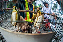 Slow loris (Nycticebus sp.) bought by a traffic warden, Balikpapan, Indonesia