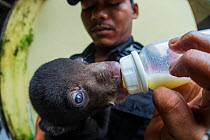 Sun bear (Helarctos malayanus) cub confiscated in a raid on an illegal wildlife trader is bottle fed by a JAAN worker, Yogjakarta, Indonesia