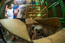Crested goshawk (Accipiter trivirgatus) chicks for sale, jakarta, Indonesia