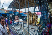 Scops owls (Otus sp.) bleached to look albino for sale, Jakarta, Indonesia