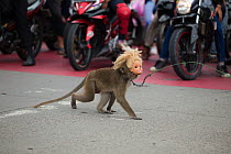 Crab eating macaque (Macaca fascicularis) used for Topeng Monyet (dancing monkeys). Wearing a doll mask and crossing the street, Bandung, Indonesia