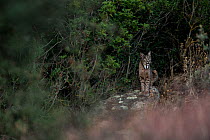 Iberian lynx (Lynx pardinus+ Sierra Morena, Spain October.