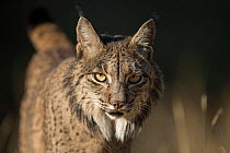 Iberian lynx (Lynx pardinus) portrait, Sierra Morena, Spain October.