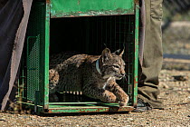 Iberian lynx (lynx pardinus) cub is released into its enclosure at Zarza de Granadilla Breeding Centre. Extremadura, Spain,  October.
