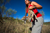 Rabbits are introduced into a soft release pen for Iberian lynx (Lynx pardinus) Extremadura, Spain October.