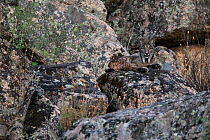 Iberian lynx (Lynx pardinus) Sierra Morena, Spain October.