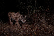 Iberian lynx (Lynx pardinus) young female taken with camera trap as she makes her way through the shrubbery. Sierra Morena, Spain.