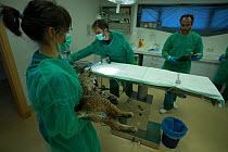 Iberian lynx (Lynx pardinus) cub examined by vets, Zarza de Granadilla Iberian lynx breeding centre, Extremadura, Spain October.