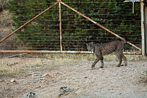Iberian lynx (Lynx pardinus)  Sierra Morena, Spain, October. October.