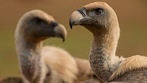 Griffon vulture (Gyps fulvus) portrait of two, Tremp, Spain October.