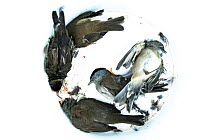 Blackcaps (Sylvia atricapilla) caught in a trappers net, dead in a bucket, Cyprus. October.