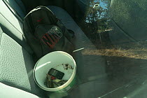Blackcaps (Sylvia atricapilla) dead in bucket, in a police car. Cyprus October.