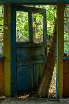Tree growing up between a door and its frame in the Chernobyl Exlusion Zone, Ukraine September