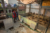 Nadeem and Saud Sherzad, two brothers with their rooftop soft release enclosure for Black kites (Milvus migrans) and other birds of prey, Delhi, India