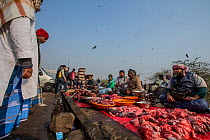 Open air meat market attracting the Black kite (milvus migrans), Delhi, India