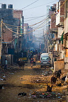 Urban street in Dehli with pollution, cattle and dogs. Delhi, India