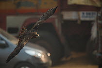 Black kites (Milvus migrans) in flight, Delhi, India