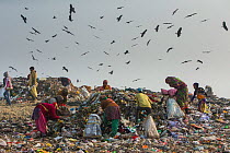People picking through litter with Black kites (Milvus migrans) flying above, Ghazipur dump, Delhi, India