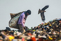 Man picking through litter on dump, with Black kites (Milvus migrans) over Ghazipur dump, Delhi, India