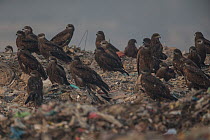 Black kites (Milvus migrans) flying over Ghazipur dump, Delhi, India