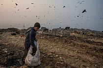Black kites (Milvus migrans) over Ghazipur dump with garbage picker, Delhi, India