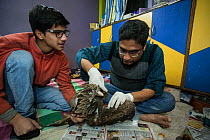 Men with rescued Black kite (Milvus migrans), Delhi, India