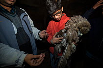 Men rescuing Black kite (Milvus migrans), Delhi, India
