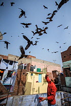Black kites (Milvus migrans) swoop for food thrown by Muslims in act of giving, Old Delhi, India