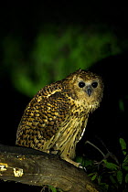 Pel's fishing owl (Scotopelia peli) in South Luangwa, Zambia.