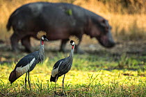 Crowned cranes (Balearica regulorum) with a Hippo (Hippopotamus amphibius) in the background. South Luangwa NP, Zambia.