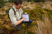 Project Officer Dave Bavin conducting woodland surveys at potential release sites, Pine Marten Recovery Project, Vincent Wildlife Trust, Ceredigion, Wales, UK 2015