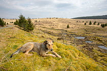 Project Officer Dave Bavin's dog Bryn  at potential release sites for Pine Marten Recovery Project, Vincent Wildlife Trust, Ceredigion, Wales, UK 2015