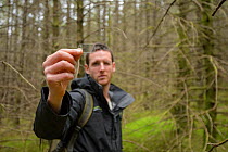 Project Officer Dave Bavin conducting woodland surveys at potential release sites, using a wedge prism to measure density of forest, Pine Marten Recovery Project, Vincent Wildlife Trust, Ceredigion, W...