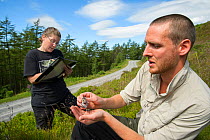 Project Manager Jenny MacPherson and Project Officer Dave Bavin trap a Wood mouse (Apodemus sylvaticus) during a pine marten prey survey. The mouse is marked with red dye in case of recapture. Pine Ma...