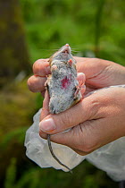 Wood mouse (Apodemus sylvaticus) trapped during a pine marten prey survey. The mouse is being marked with red dye in case of recapture. Pine Marten Recovery Project, Vincent Wildlife Trust, Ceredigion...