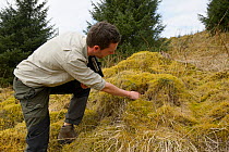 Project Officer Dave Bavin conducting woodland surveys and checking Field vole burrows at potential release sites for Pine marten (Martes martes) part of Pine Marten Recovery Project, Vincent Wildlife...