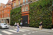 Green wall, Sloane Square, London, UK. This wall was a joint project between the J-Crew clothing store and Buglife. The wall of plants was designed to provide nectar for urban bees. August 2014