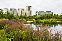 Environmental enrichment designed into housing estate, with wildlife pond and green space, East Village housing at site of Olympic Village, Stratford, London, UK 2014