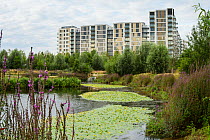 Environmental enrichment designed into housing estate, with wildlife pond and green space, East Village housing at site of Olympic Village, Stratford, London, UK 2014