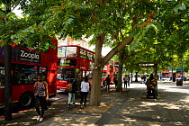 Trees providing shade for bus passengers, Elephant and Castle, London UK