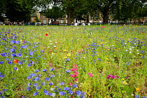 Wildflower meadow, full of native and non-native, annual and perennial wild flowers planted in an urban park, London Fields, Hackney, London UK July