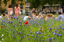 Wildflower meadow, full of native and non-native, annual and perennial wild flowers planted in an urban park, people having picnic nearby, London Fields, Hackney, London UK July