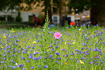 Wildflower meadow, full of native and non-native, annual and perennial wild flowers planted in an urban park, London Fields, Hackney, London UK July (This image may be licensed either as rights manage...
