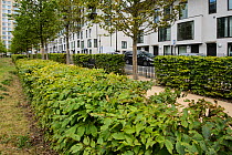 Environmental enrichment designed into housing estate - Hornbeam hedges around East Village housing at site of Olympic Village, Stratford, London UK 2014